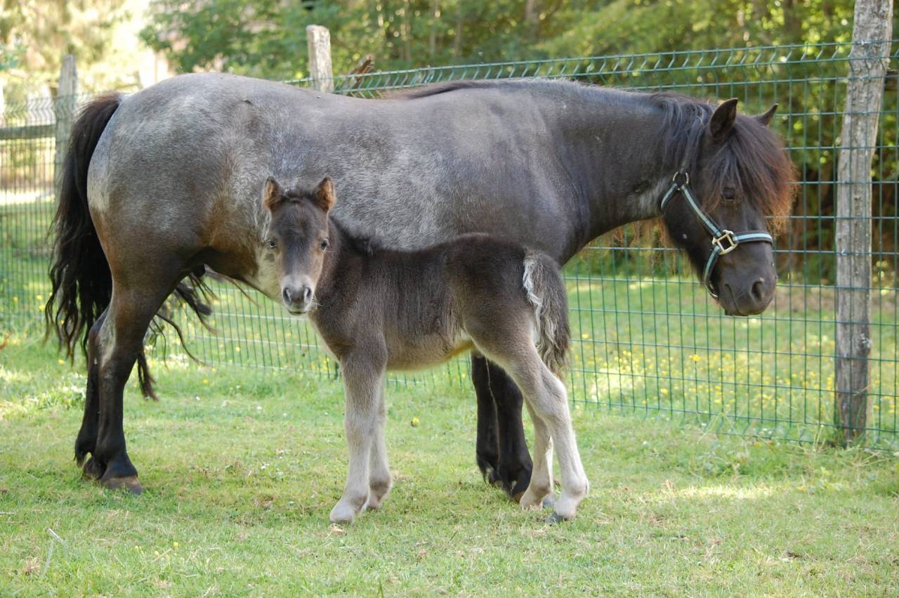 Yegua Shetland En venta 2011 Negro por PYROLA V STAL ZULICHUM