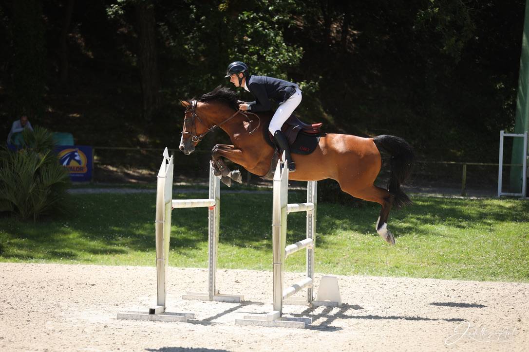 Yegua Silla Franc&eacute;s En venta 2013 Bayo