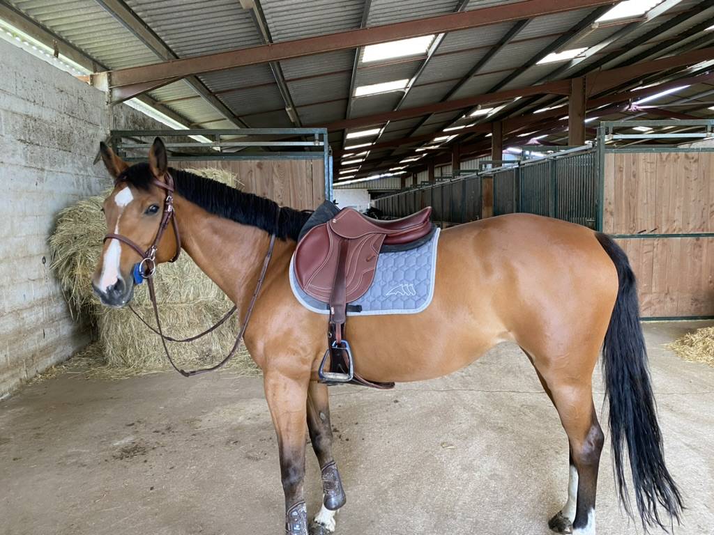 Yegua Silla Franc&eacute;s En venta 2013 Bayo