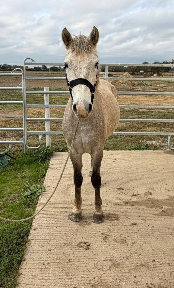Caballo castrado Camargue En venta 2023 Tordo por ARSELLI DES BRUS