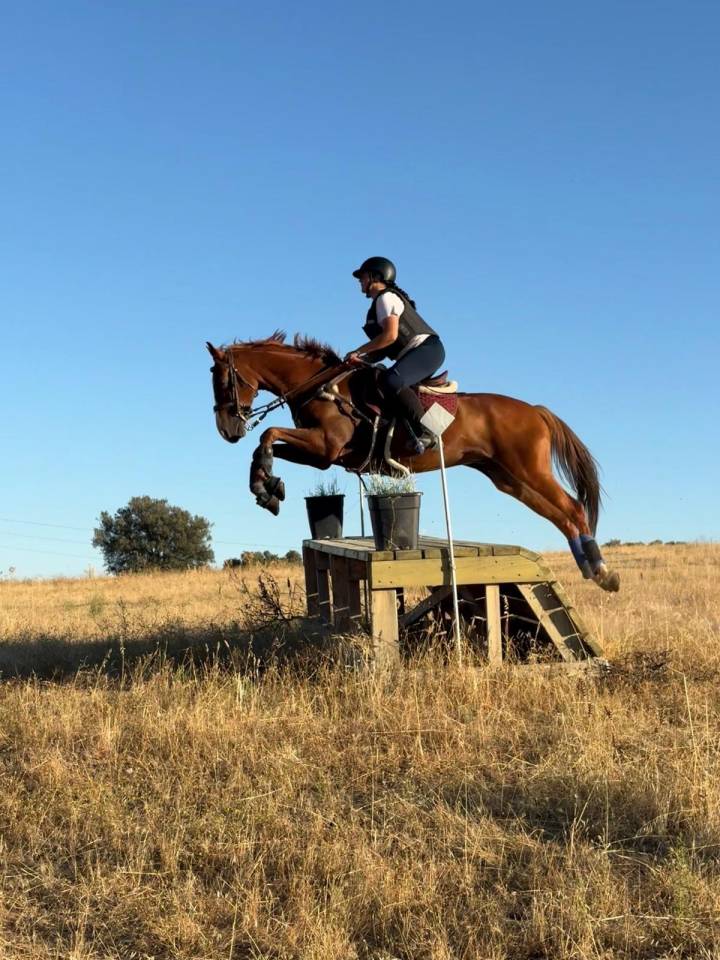 Precioso Anglo-&aacute;rabe 