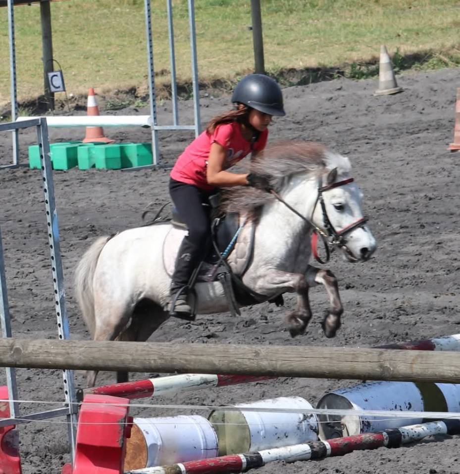 Yegua Origine Constat&eacute;e En venta 2012 Tordo