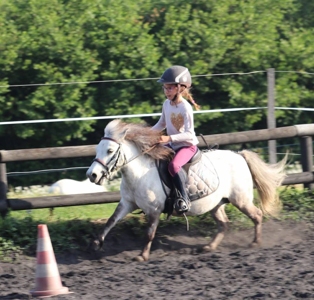 Yegua Origine Constat&eacute;e En venta 2012 Tordo