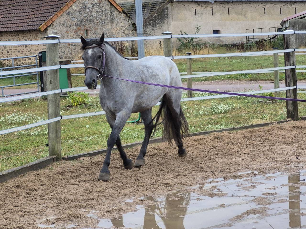 Caballo castrado Connemara En venta 2022 Tordo