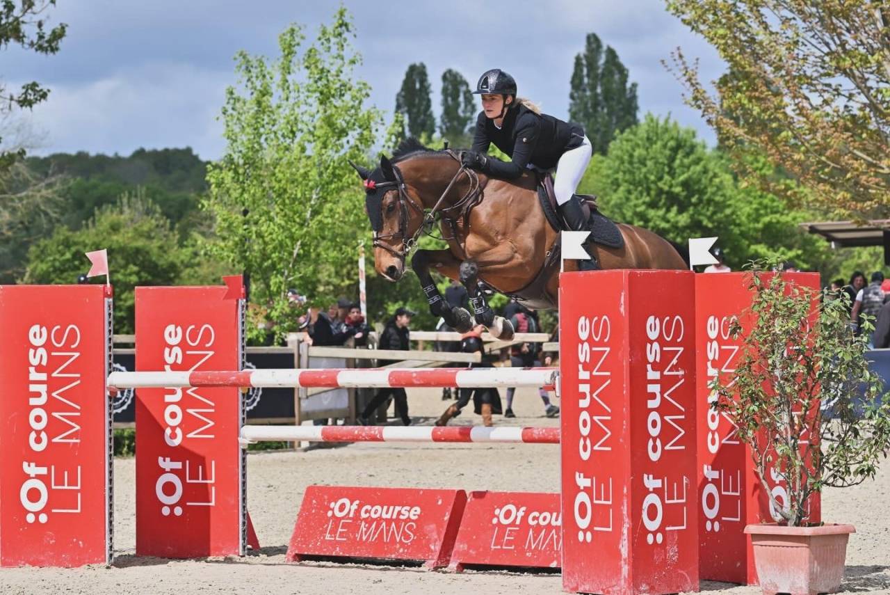 Yegua Oldenburgu&eacute;s En venta 2015 Bayo