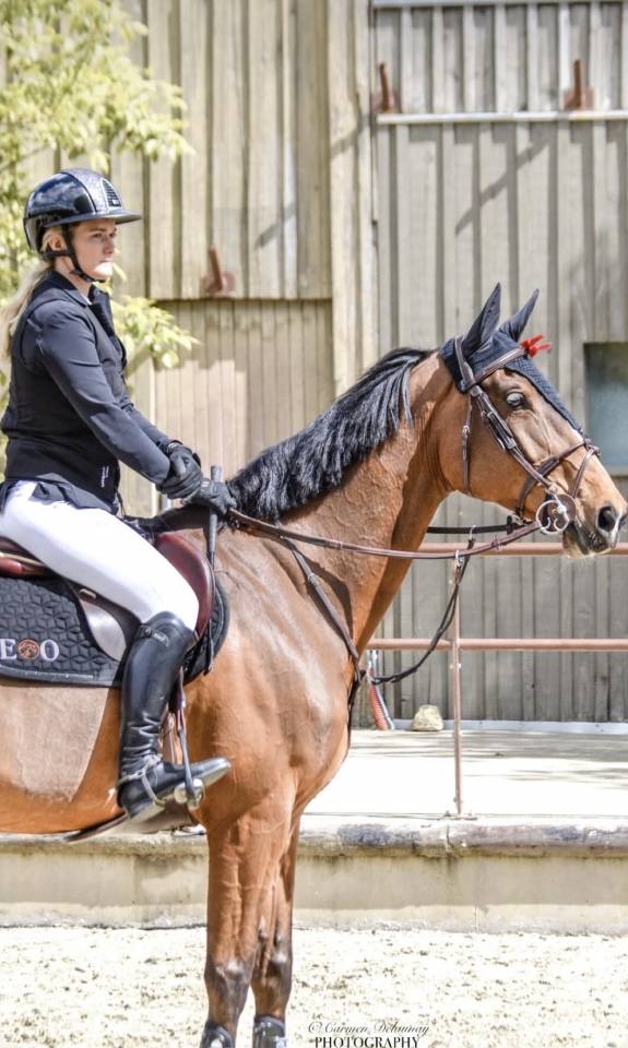 Yegua Oldenburgu&eacute;s En venta 2015 Bayo