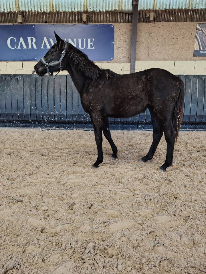 Potranca sBs Caballo de Deporte Belga En venta 2024 Negro por D humbra de la hart