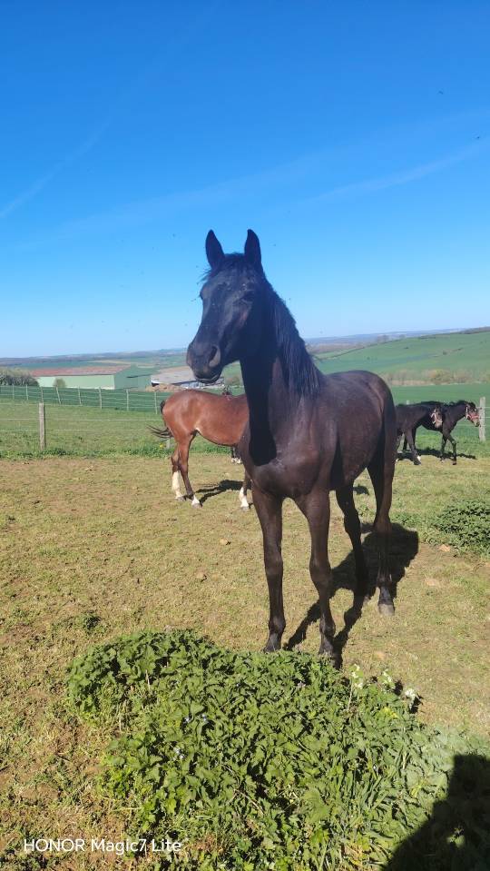 Potranca sBs Caballo de Deporte Belga En venta 2024 Negro por D humbra de la hart
