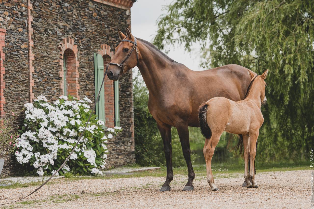 Yegua de ganader&iacute;a Lusitano En venta 2006 Bayo por VALSEUR RBO