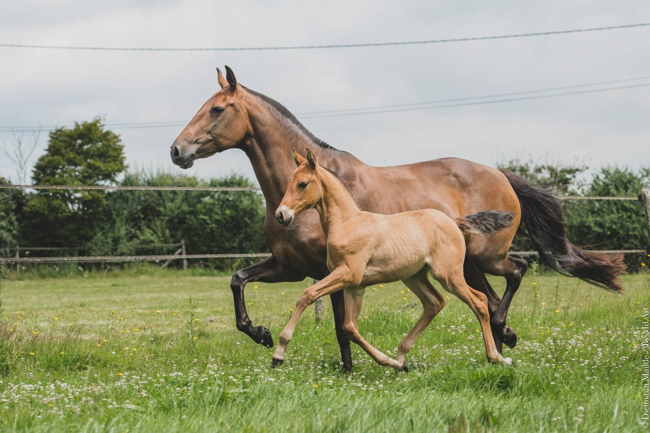 Yegua de ganader&iacute;a Lusitano En venta 2006 Bayo por VALSEUR RBO