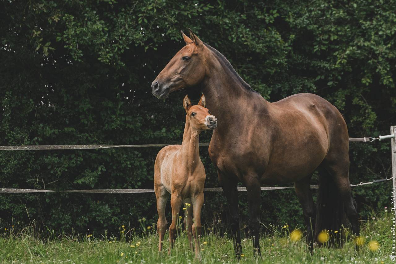 Yegua de ganader&iacute;a Lusitano En venta 2006 Bayo por VALSEUR RBO