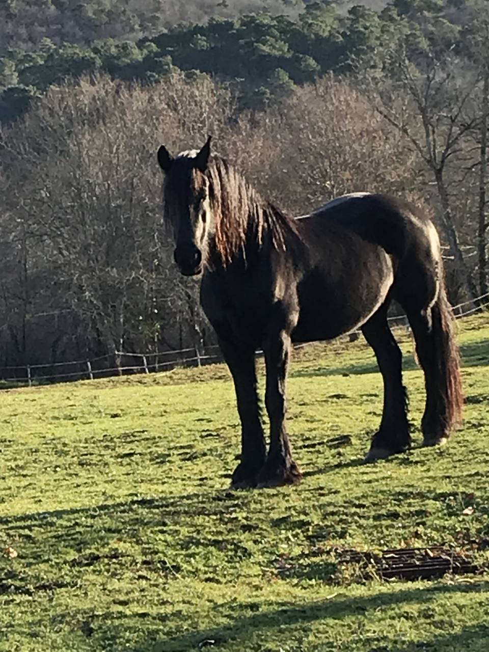 Yegua Fris&oacute;n En venta 2014 Negro