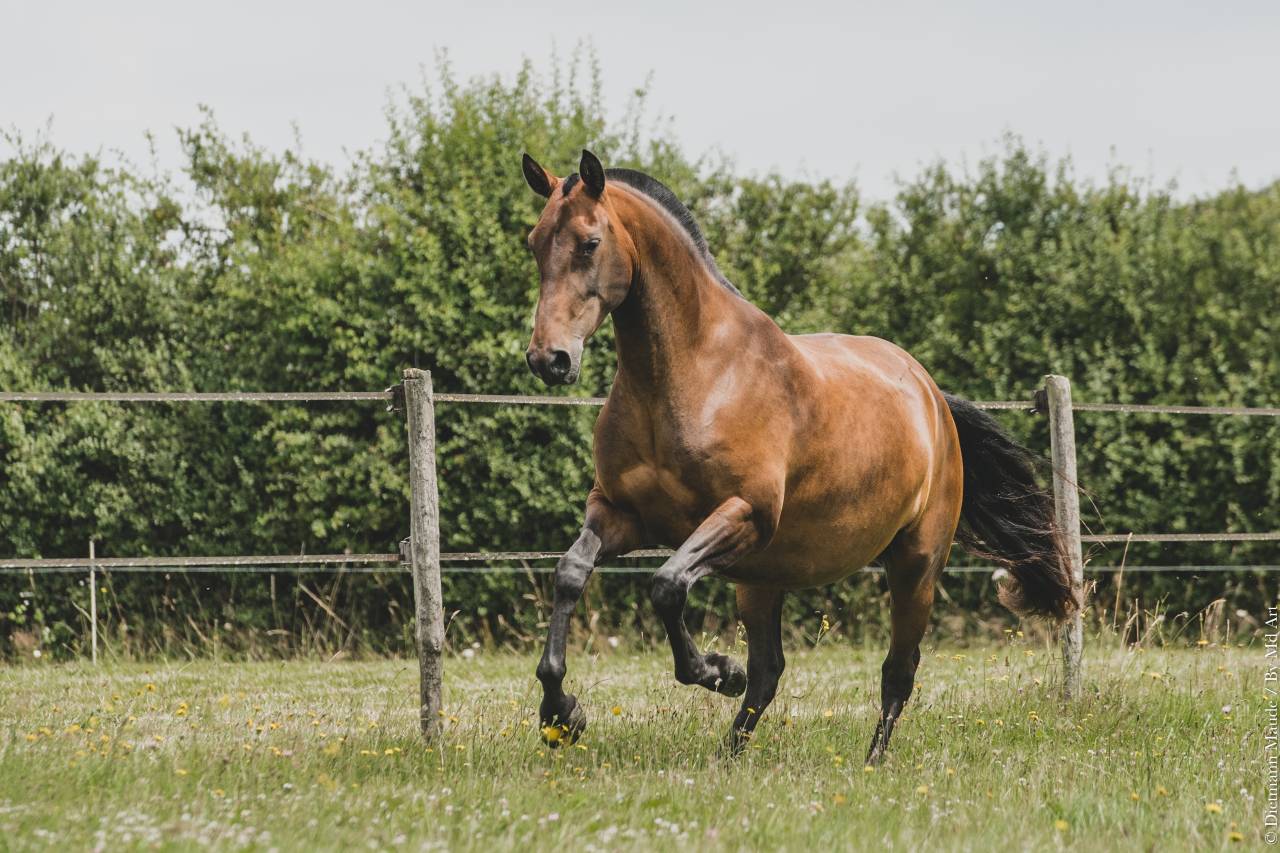 Yegua de ganader&iacute;a Lusitano En venta 2013 Bayo por QUIETTO GUIMERAIE