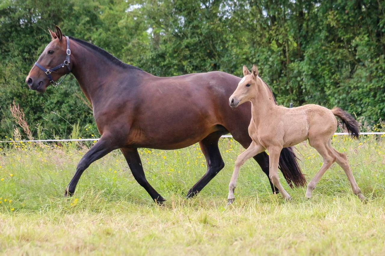 Yegua de ganader&iacute;a Lusitano En venta 2013 Bayo por QUIETTO GUIMERAIE