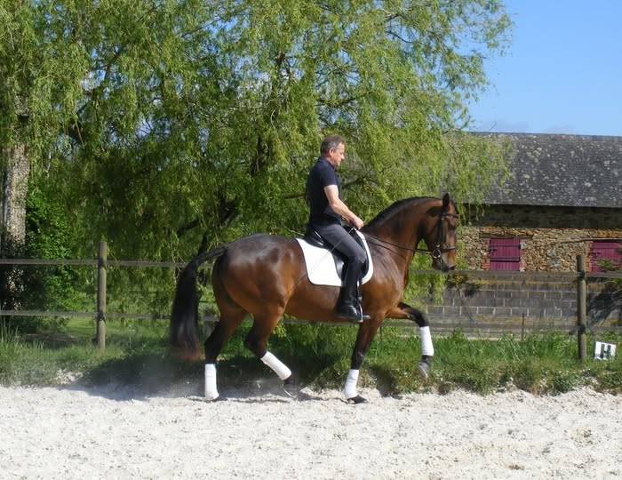 Yegua de ganader&iacute;a Lusitano En venta 2013 Bayo por QUIETTO GUIMERAIE