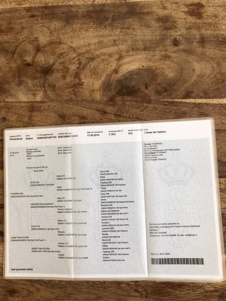 Caballo castrado Fris&oacute;n En venta 2014 Negro