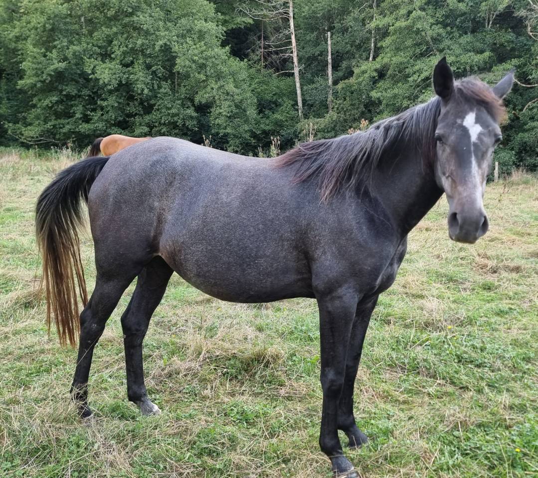 Yegua de ganader&iacute;a Pura Sangre Arabe En venta 2020 Negro por Djevar des Graves