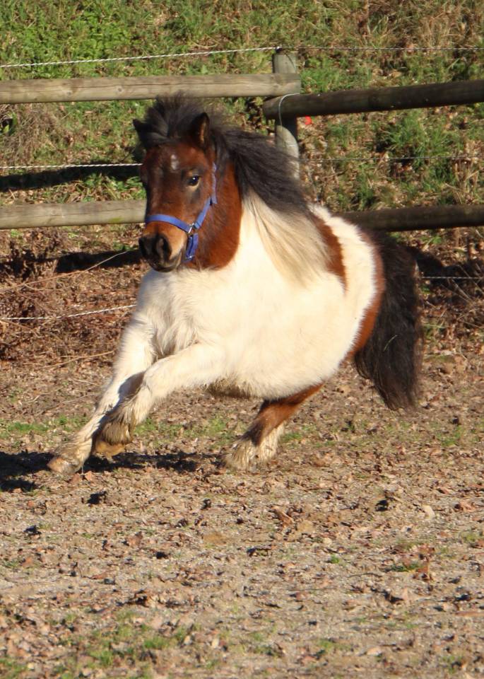 Potranca Shetland En venta 2024 P&iacute;o por HIP HIP HIP DES ISLES