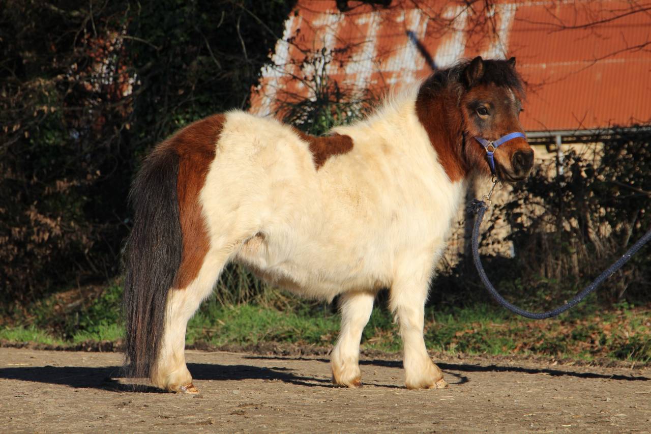 Potranca Shetland En venta 2024 P&iacute;o por HIP HIP HIP DES ISLES