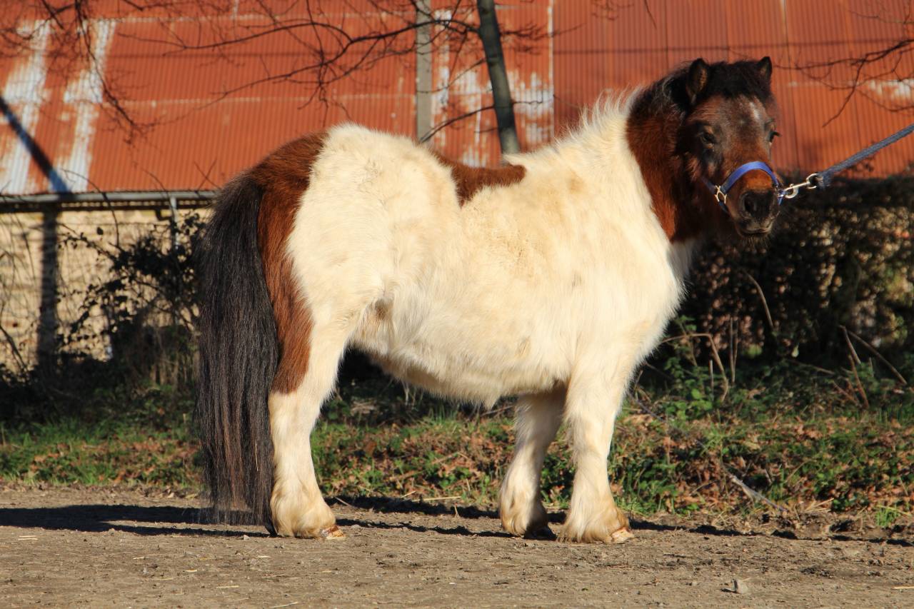 Potranca Shetland En venta 2024 P&iacute;o por HIP HIP HIP DES ISLES