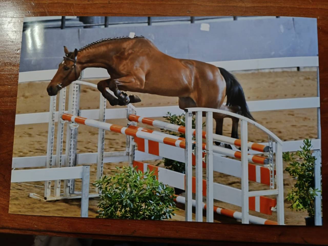 Caballo castrado Cheval de Selle Italien En venta 2022 Bayo por Baedeker