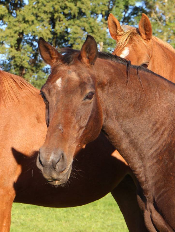 Yegua de ganader&iacute;a Silla Franc&eacute;s En venta 2011 Bayo moreno