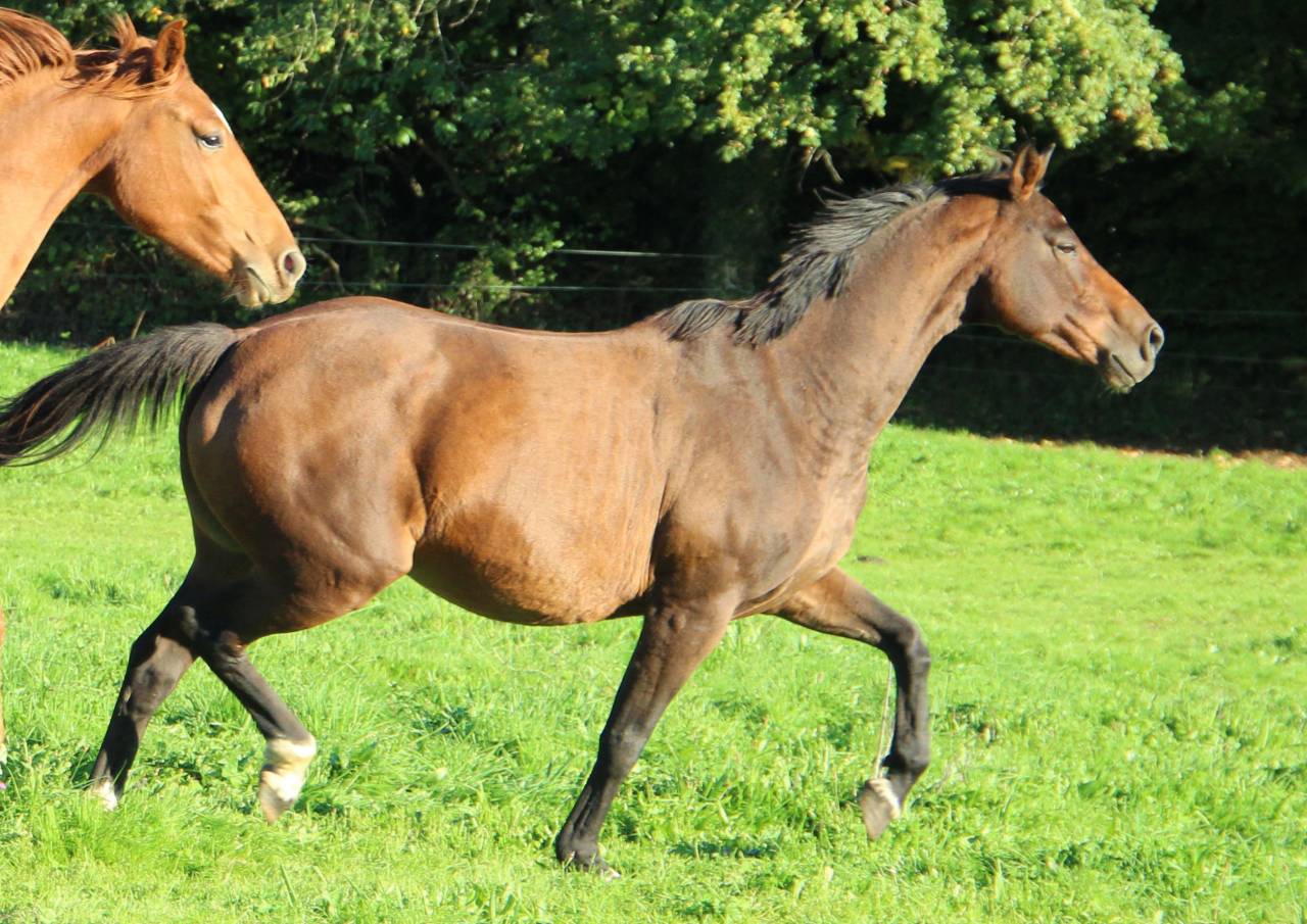 Yegua de ganader&iacute;a Silla Franc&eacute;s En venta 2011 Bayo moreno