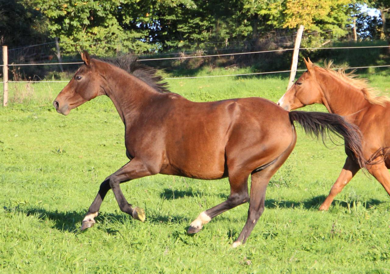 Yegua de ganader&iacute;a Silla Franc&eacute;s En venta 2011 Bayo moreno