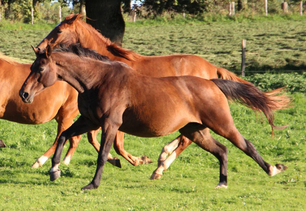 Yegua de ganader&iacute;a Silla Franc&eacute;s En venta 2011 Bayo moreno