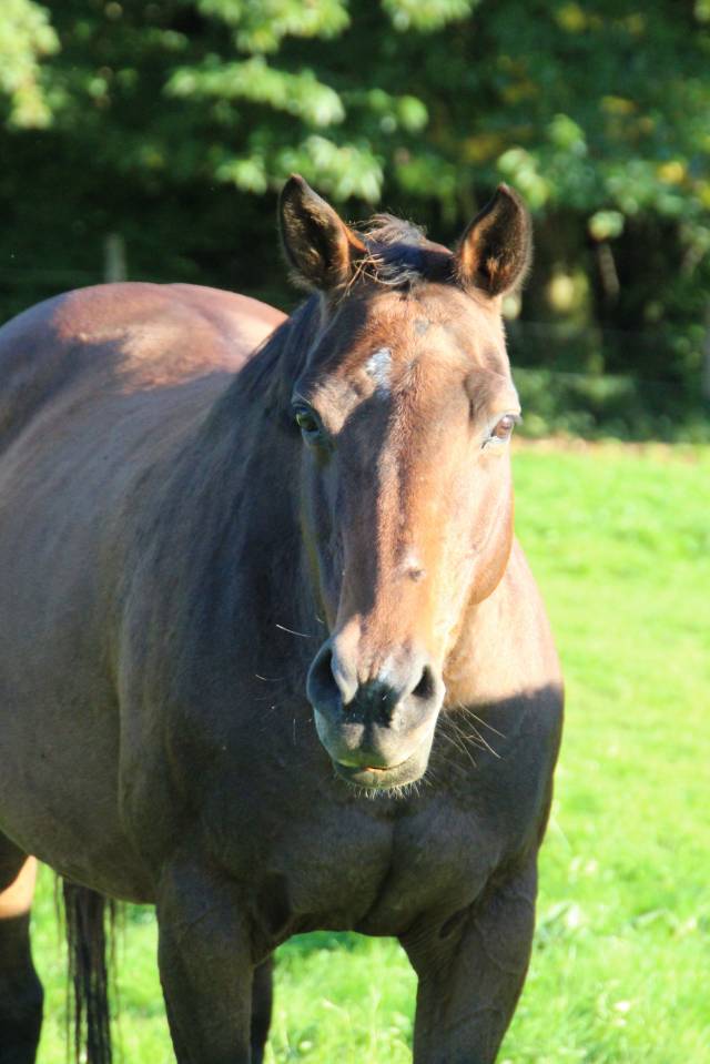 Yegua de ganader&iacute;a Silla Franc&eacute;s En venta 2011 Bayo moreno