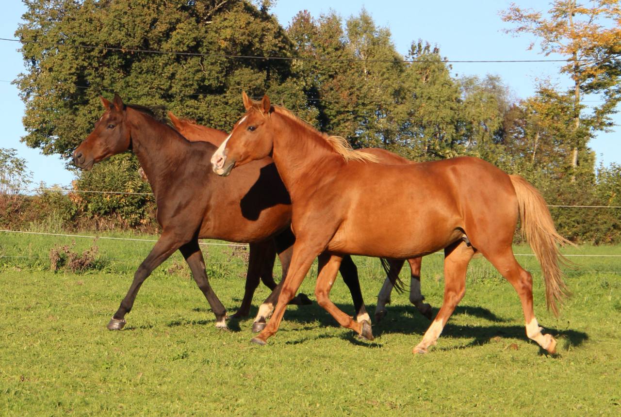 Yegua de ganader&iacute;a Anglo-Arabe En venta 2014 Pelo de vaca