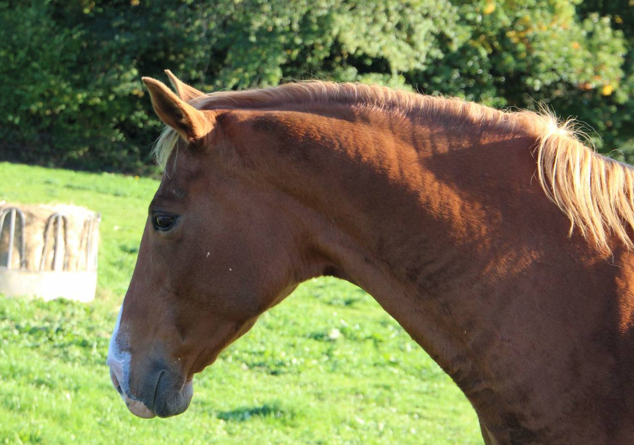 Yegua de ganader&iacute;a Anglo-Arabe En venta 2014 Pelo de vaca