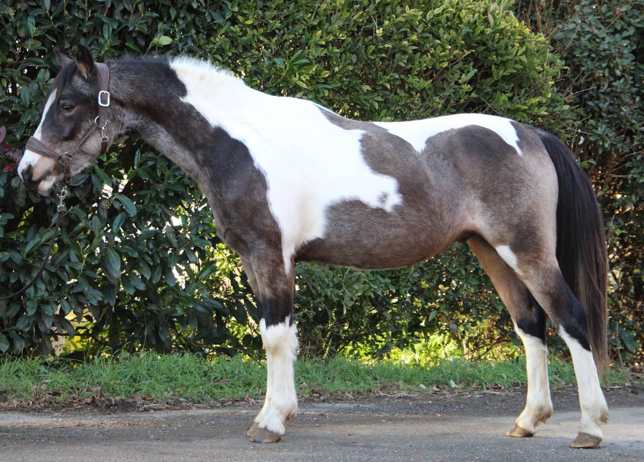 Caballo castrado Welsh Part Bred En venta 2023 P&iacute;o