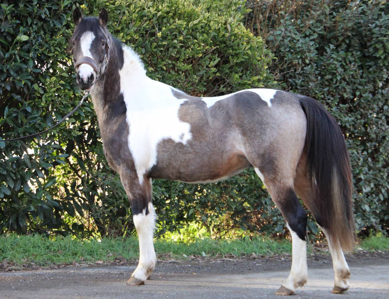 Caballo castrado Welsh Part Bred En venta 2023 P&iacute;o