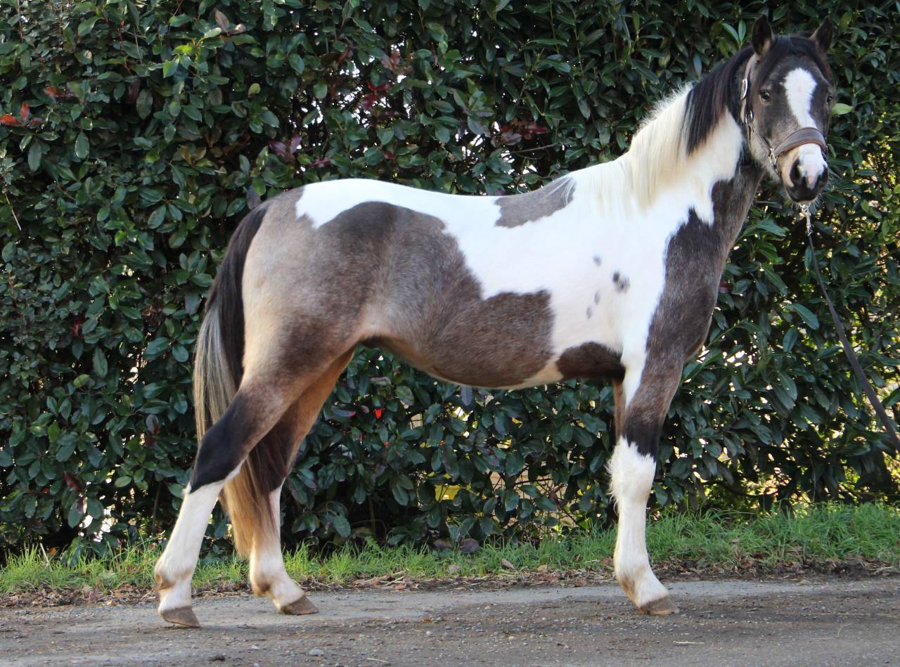 Caballo castrado Welsh Part Bred En venta 2023 P&iacute;o