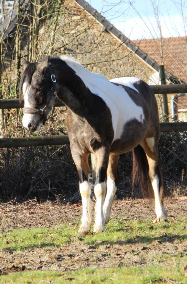 Caballo castrado Welsh Part Bred En venta 2023 P&iacute;o