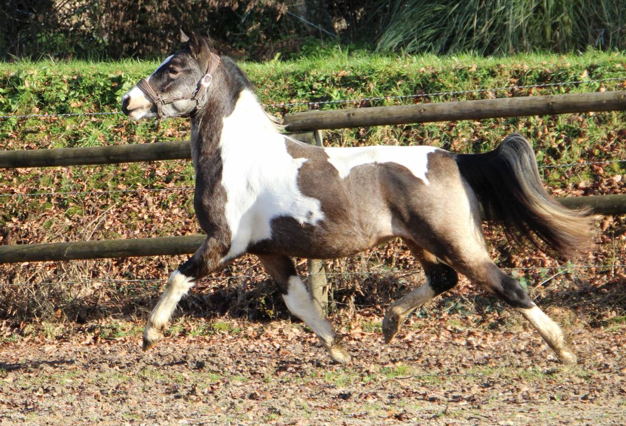 Caballo castrado Welsh Part Bred En venta 2023 P&iacute;o