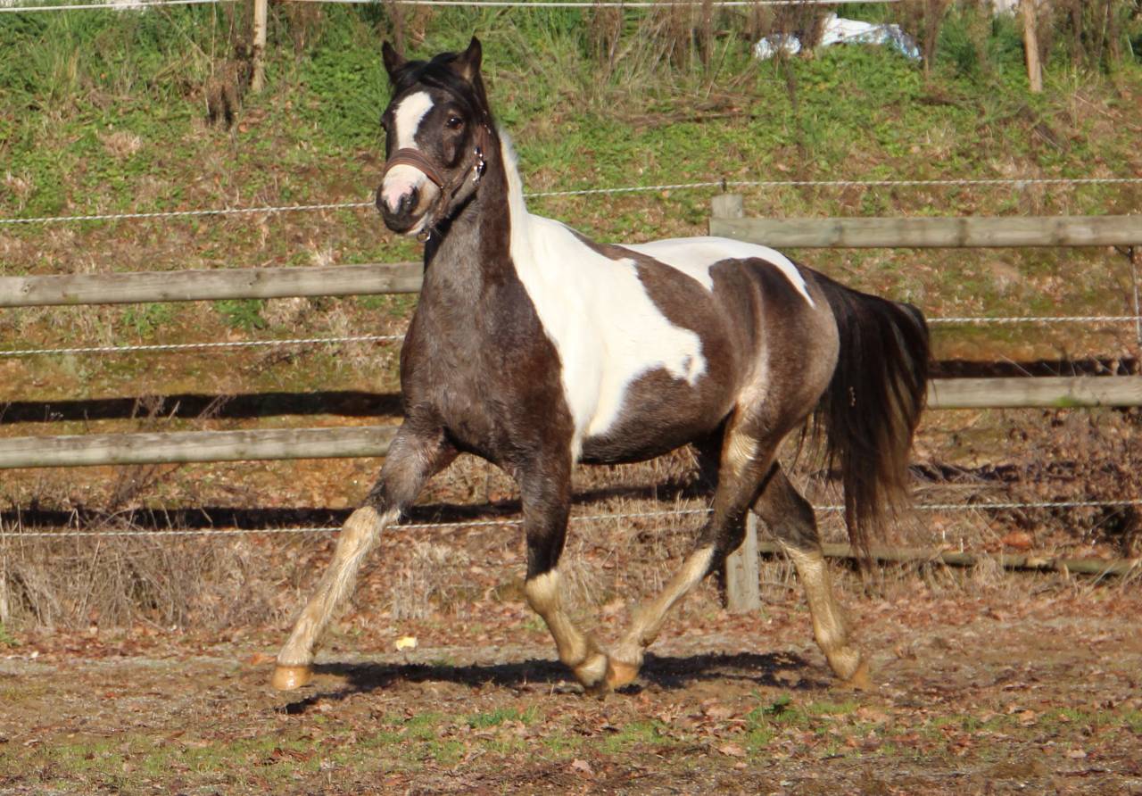 Caballo castrado Welsh Part Bred En venta 2023 P&iacute;o