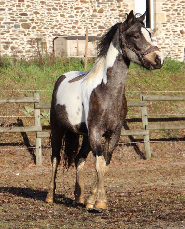 Caballo castrado Welsh Part Bred En venta 2023 P&iacute;o
