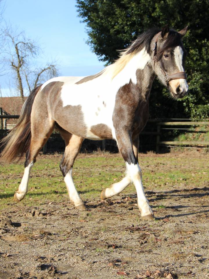 Caballo castrado Welsh Part Bred En venta 2023 P&iacute;o