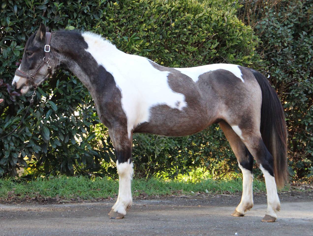 Caballo castrado Welsh Part Bred En venta 2023 P&iacute;o