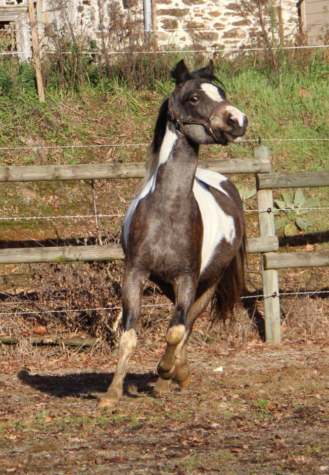 Caballo castrado Welsh Part Bred En venta 2023 P&iacute;o