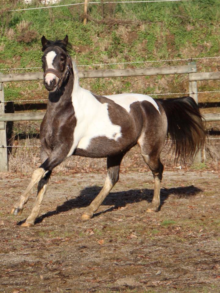 Caballo castrado Welsh Part Bred En venta 2023 P&iacute;o