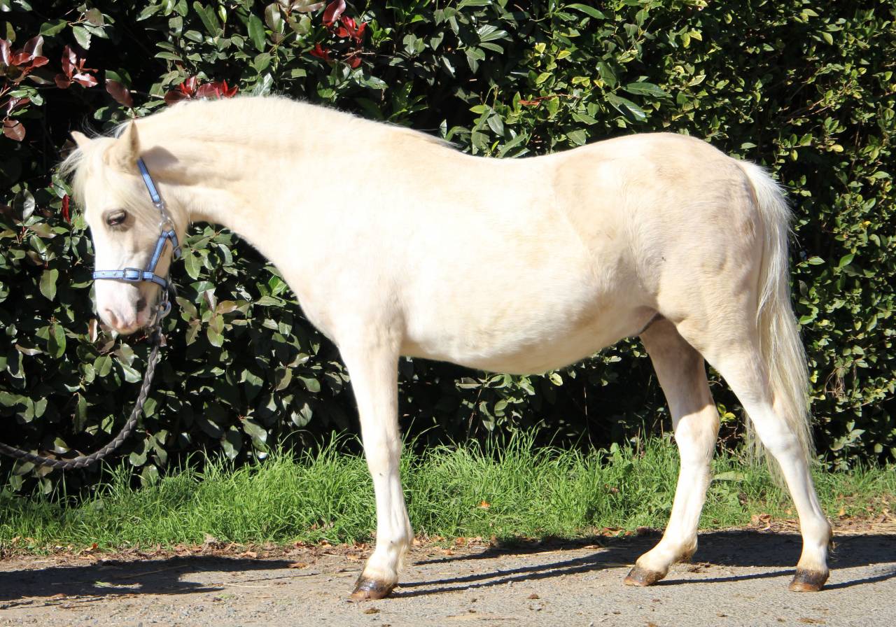 Caballo entero Welsh Poni (Secci&oacute;n A) En venta 2024 Palomino