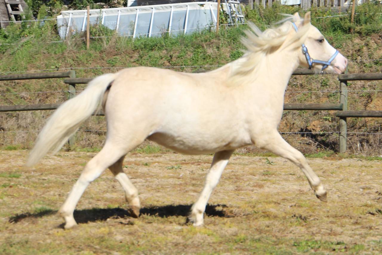 Caballo entero Welsh Poni (Secci&oacute;n A) En venta 2024 Palomino