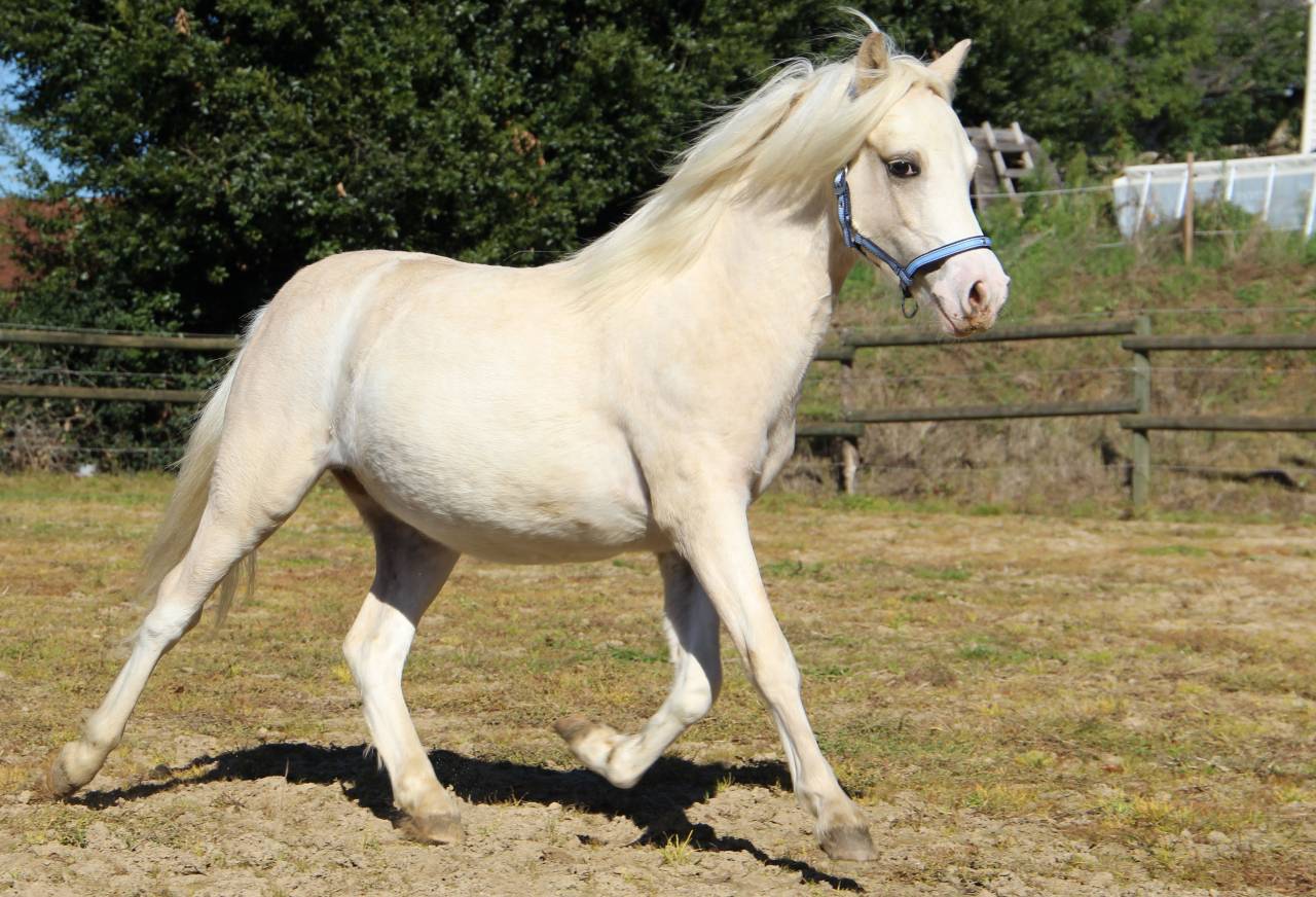 Caballo entero Welsh Poni (Secci&oacute;n A) En venta 2024 Palomino