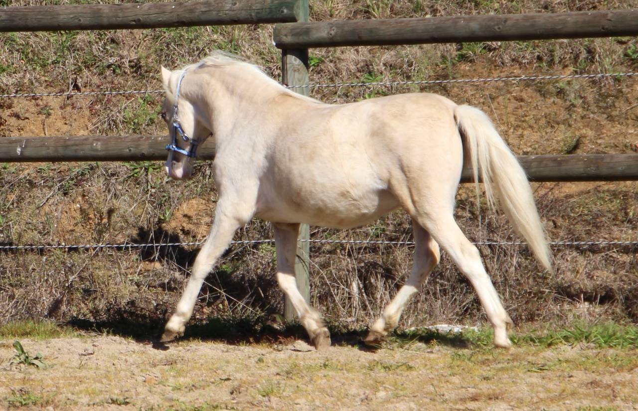 Caballo entero Welsh Poni (Secci&oacute;n A) En venta 2024 Palomino