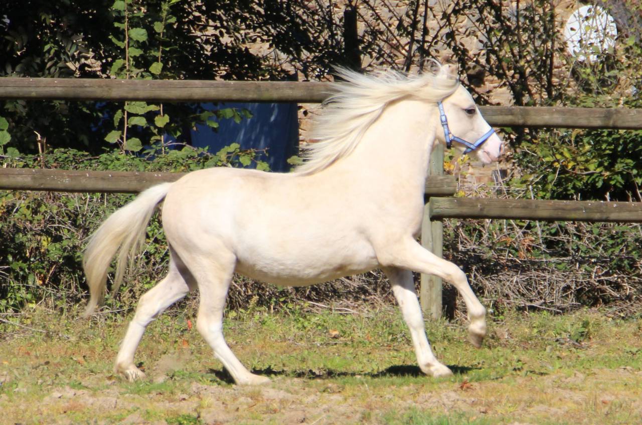Caballo entero Welsh Poni (Secci&oacute;n A) En venta 2024 Palomino