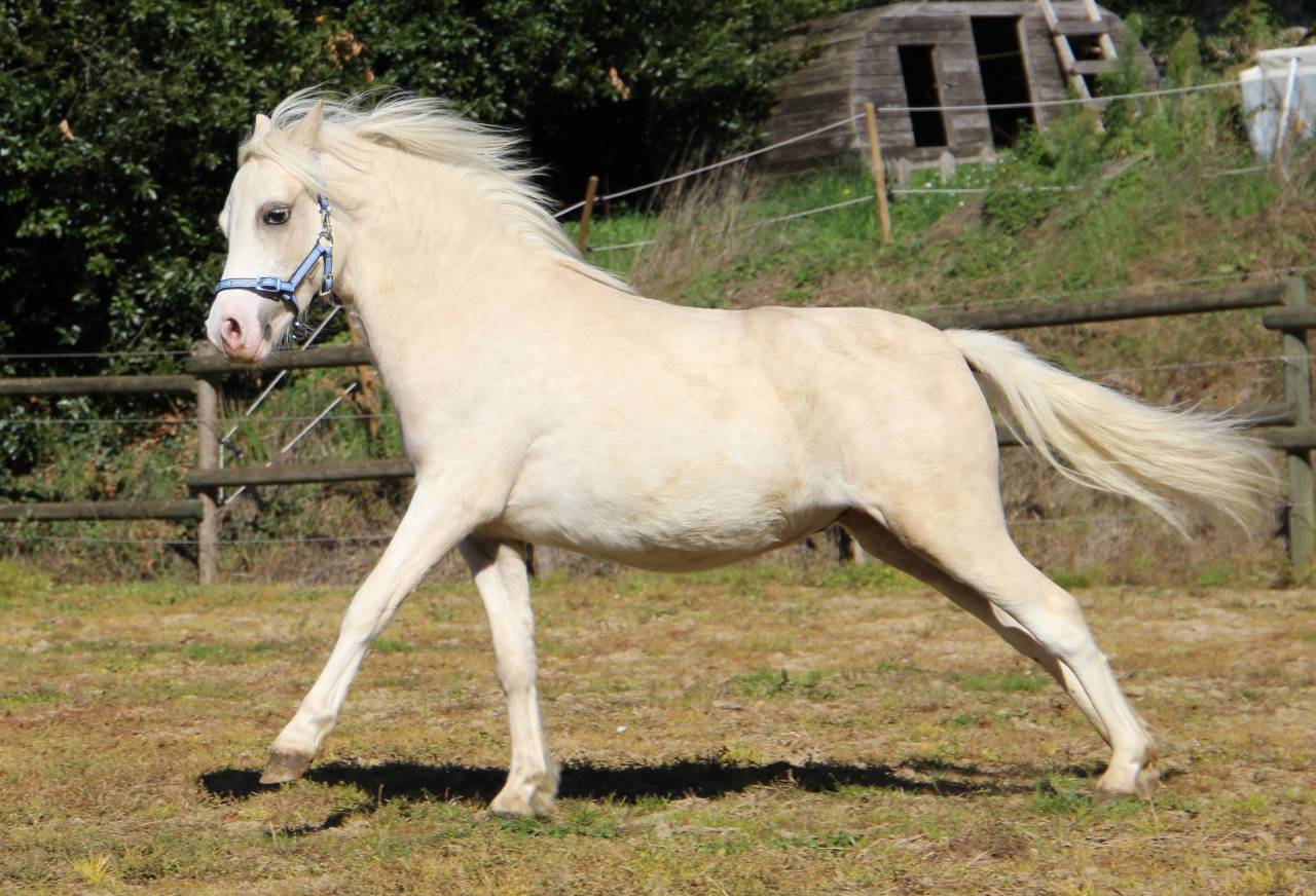 Caballo entero Welsh Poni (Secci&oacute;n A) En venta 2024 Palomino