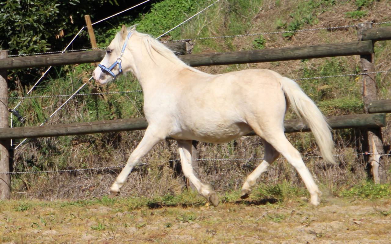 Caballo entero Welsh Poni (Secci&oacute;n A) En venta 2024 Palomino